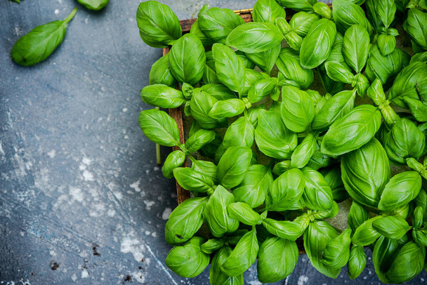 Growing fresh Basil Herb in Kitchen at Home. - Photo, Image