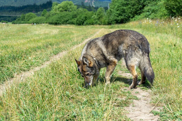 Saksanpaimenkoira leikkii puutarhassa tai niityllä luonnossa. Unkari
 - Valokuva, kuva
