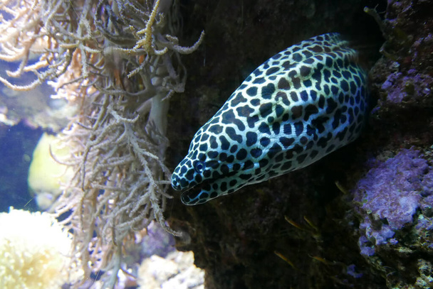 aquarium d'eau de mer, faune marine colorée
. - Photo, image