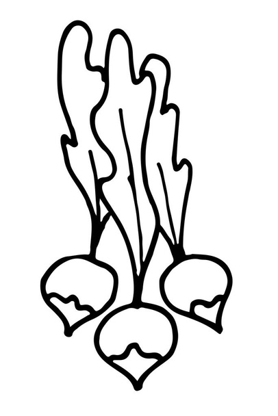 Desenhos animados Radish vetor doodle primavera imagem desenhada à mão - Vetor, Imagem