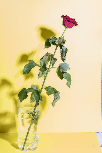 красные красивые цветы с тенью на желтой бумаге, вертикальные
 - Фото, изображение