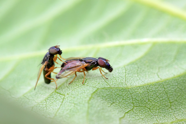 moscas insectos en hoja verde
 - Foto, Imagen