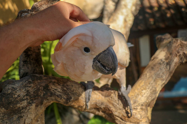 Man hand aanraken prachtige specimen van coockatoo. Leuke Cacatua Moluccensis die op een tak van een hout staat en zijn veren streelt. Zalmkuifkaketoe. Tropisch reisconcept. - Foto, afbeelding