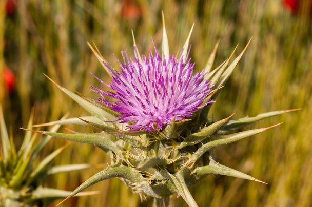 Beautiful purple thistle borriquero in the field, with a green background - Photo, Image