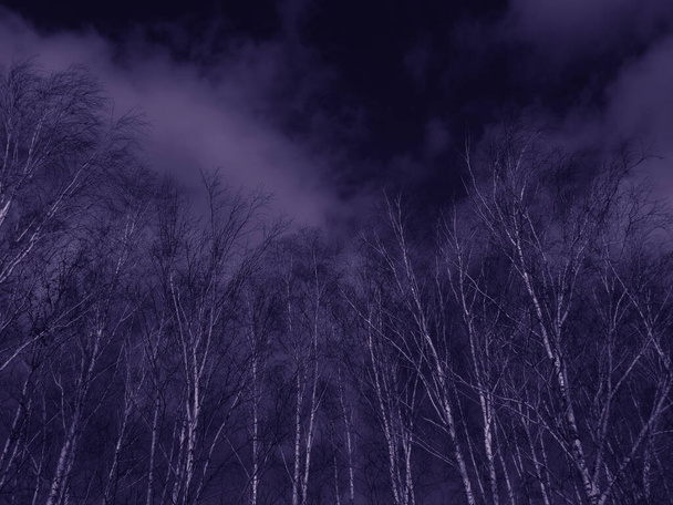 Drzewa przeciwko błękitnemu nocnemu niebu. Dramatyczne niebo. Mistyczny krajobraz nocnego lasu. Navy niebieski abstrakcyjne naturalne tło. - Zdjęcie, obraz