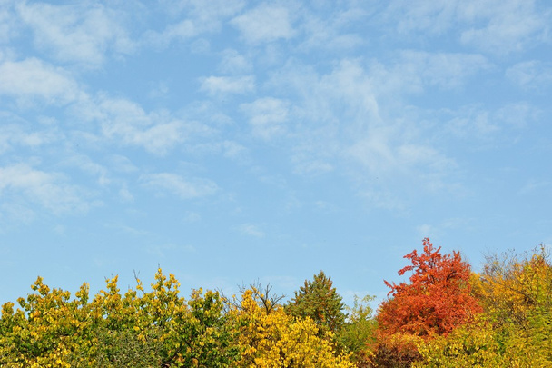 Барвисті осінні дерева і небо
 - Фото, зображення