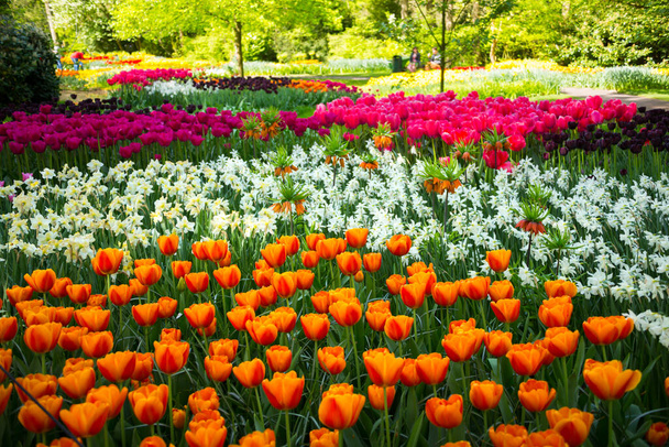 Krásné tulipány kvetou v zahradě. Jarní květiny v květu - Fotografie, Obrázek