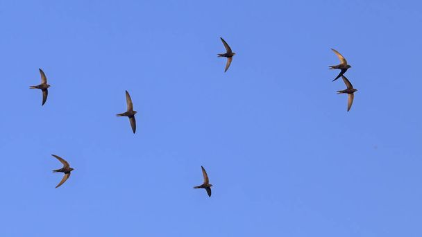 Un troupeau de martinets noirs volants. Méné long (Apus apus
). - Photo, image