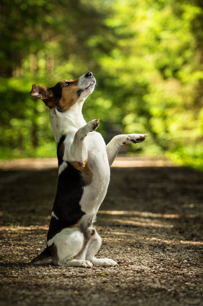 Jack russel terrier - Foto, Imagem