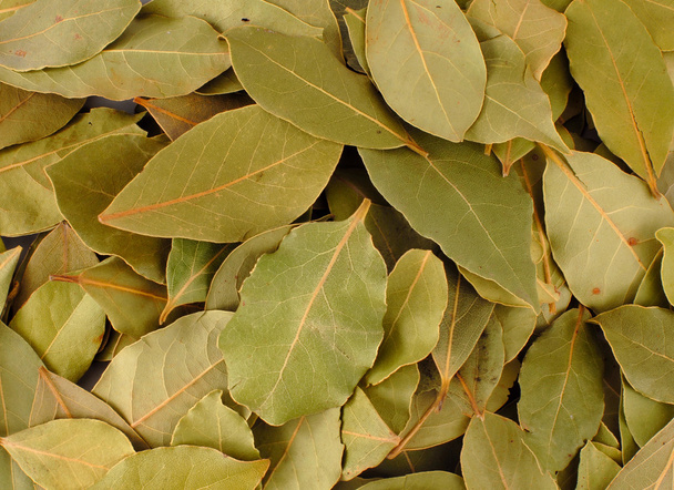 Bay leaves closeup - Photo, Image