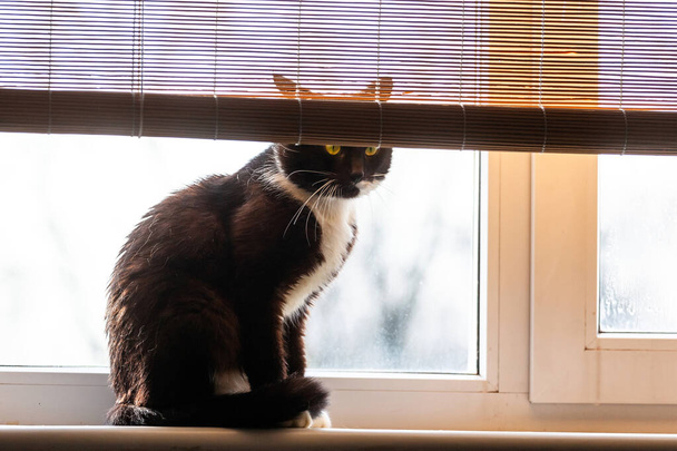 zwarte kat zittend op de vensterbank - Foto, afbeelding