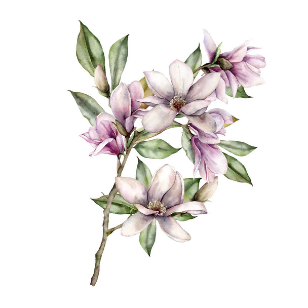 Akwarela gałąź magnolii z liśćmi. Ręcznie malowane karty kwiatowe z białymi i różowymi kwiatami, pąki izolowane na białym tle. Wiosenna ilustracja do projektowania, drukowania, tkaniny lub tła. - Zdjęcie, obraz
