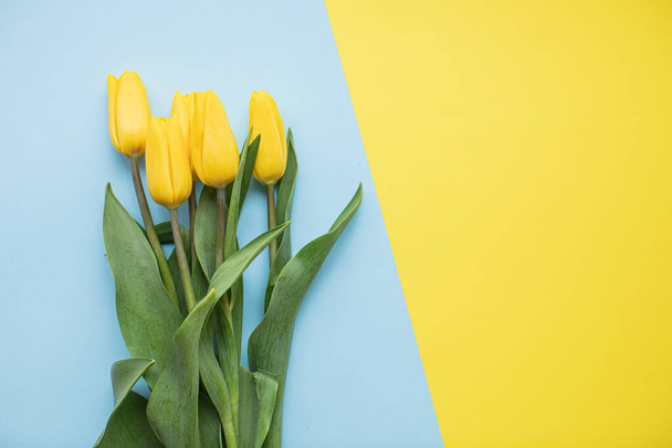 Beautiful yellow tulips on multicolored paper backgrounds with copy space. Spring, summer, flowers, color concept, womens day - Photo, Image