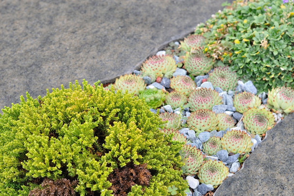 kis zöld növény, houseleek szürke kövek között - Fotó, kép