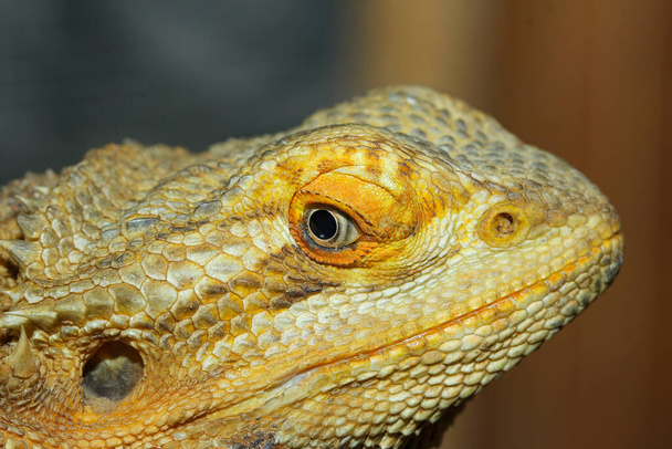 Fechar a cabeça Horned Lizard na Tailândia
 - Foto, Imagem