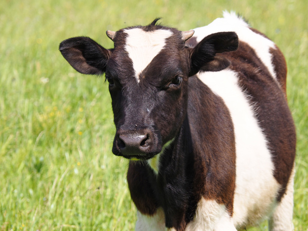 Calf on the field - Photo, Image