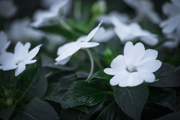 Hermosa flor blanca Impatiens floreciendo en el jardín, fondo de la naturaleza
 - Foto, Imagen