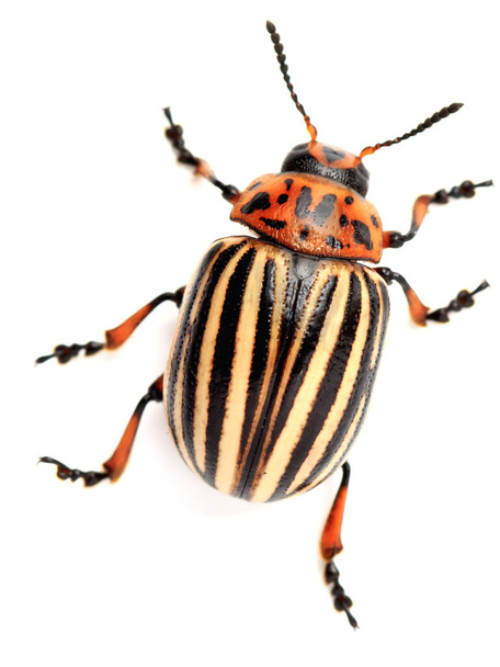 Colorado beetle on the isolated background - Photo, Image