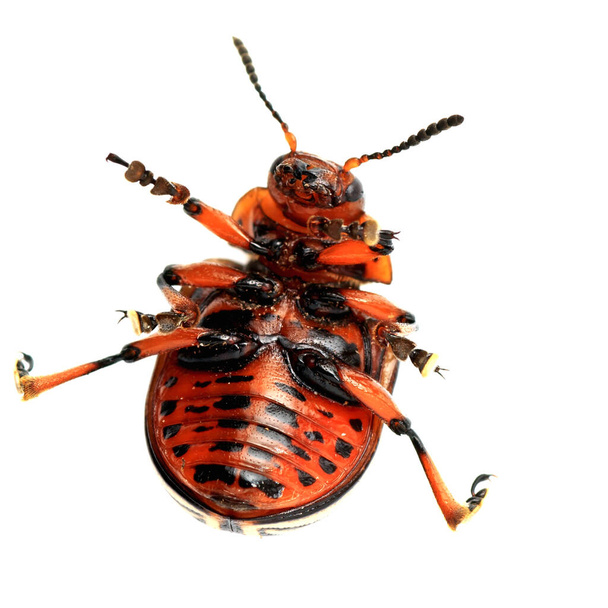 Comic colorado beetle on the isolated background - Photo, Image
