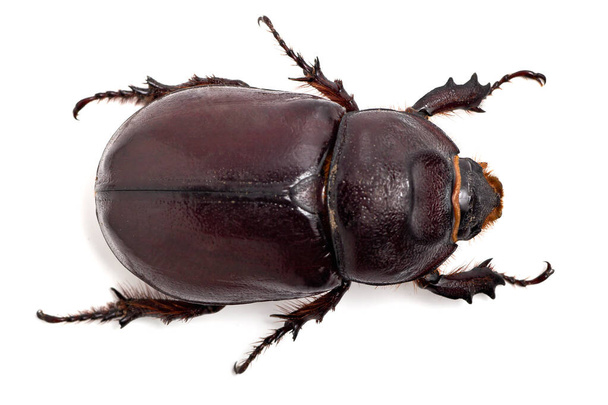 Großer Käfer auf dem isolierten Hintergrund - Foto, Bild