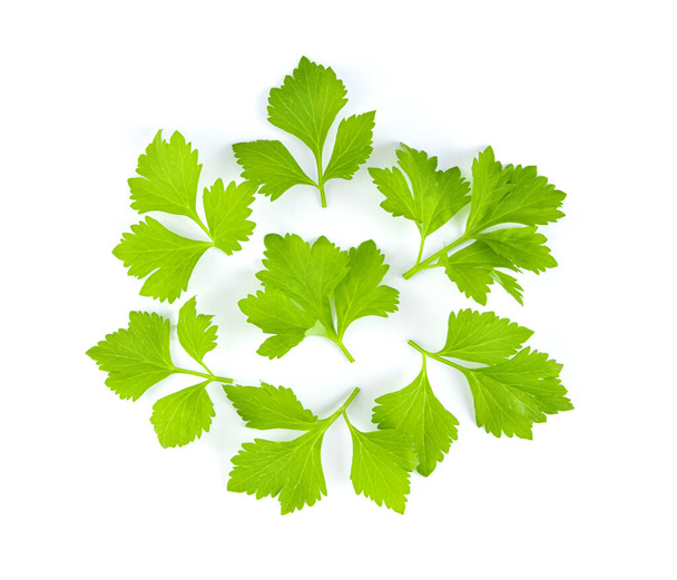 čerstvý celerový list izolovaný na bílém pozadí. pohled shora - Fotografie, Obrázek