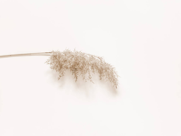 Dry beige reed on a white wall background. Beautiful nature trend decor. Minimalistic neutral concept. Frame - Photo, image