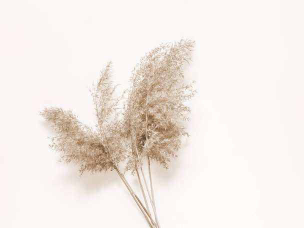 Dry beige reed on a white wall background. Beautiful nature trend decor. Minimalistic neutral concept. Frame - Фото, зображення