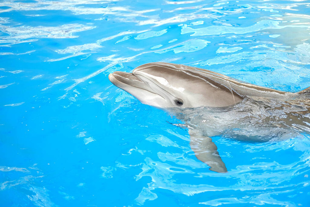 felice sorridente delfino tursiope che gioca in acqua blu in mare
 - Foto, immagini