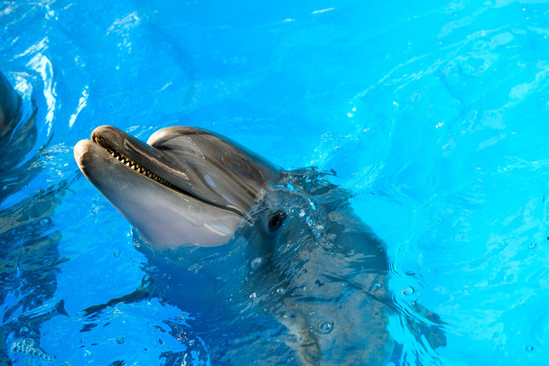 onnellinen hymyilevä pullonokkadelfiini leikkii sinisessä vedessä meressä
 - Valokuva, kuva