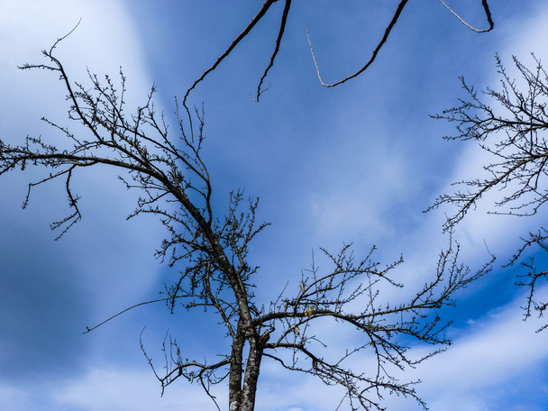 Árvore morta inverno
 - Foto, Imagem
