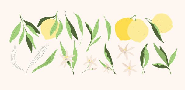 Yellow lemons vector illustrations. Modern trendy hand drawn isolated digital citrus fruits with leaves for logo, print, web, app design. Natural juicy yellow lemon fruits, leaves and flowers. - ベクター画像