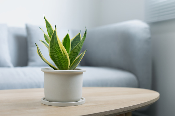 Декоративное растение сансевирии на деревянном столе в гостиной. Sansevieria trifasciata в керамическом горшке
. - Фото, изображение