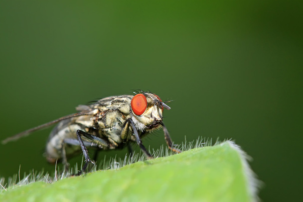 closeup της σάρκας μύγα - Φωτογραφία, εικόνα