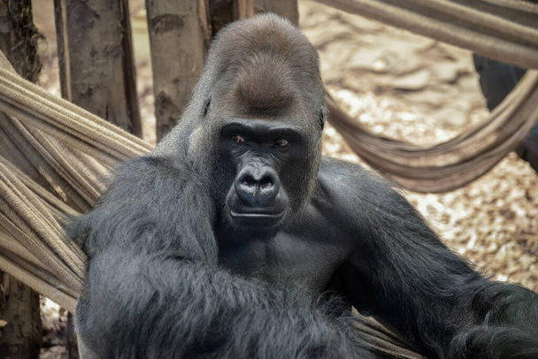 західна низовина горила (Горилья горила горила
) - Фото, зображення