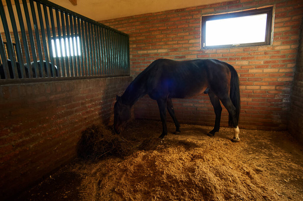 Kachreti, Georgia November 9, 2019: Horse at stable - Foto, Bild