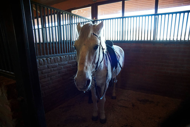 Kachreti, Georgia November 9, 2019: Horse at stable - Foto, Imagen