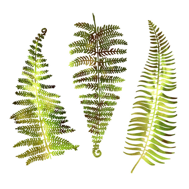 Leaves of tropical plants in green watercolor on a white background. Monstera, fan palm, monkey monstera, mango. - Foto, Bild