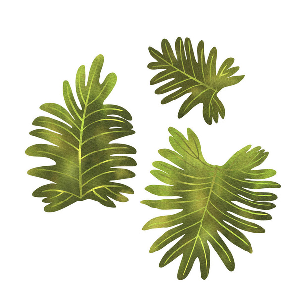 Leaves of tropical plants in green watercolor on a white background. Monstera, fan palm, monkey monstera, mango. - Фото, изображение