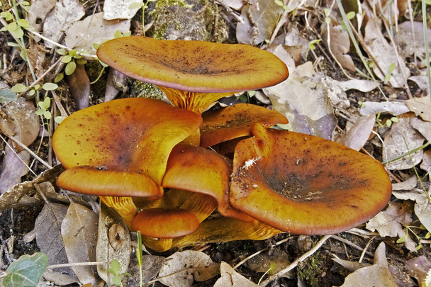 specimens van omfalotus olearius, jack o 'lantaarn paddestoel - Foto, afbeelding
