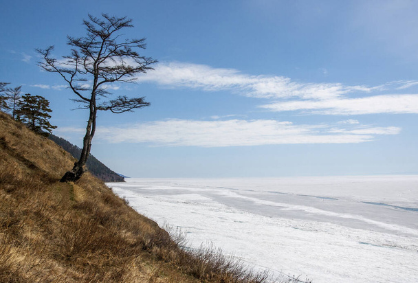 Lonely tree on the shore of lake Baikal - Фото, зображення