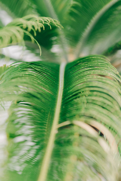 Fundo com folhas de palma tropicais
 - Foto, Imagem