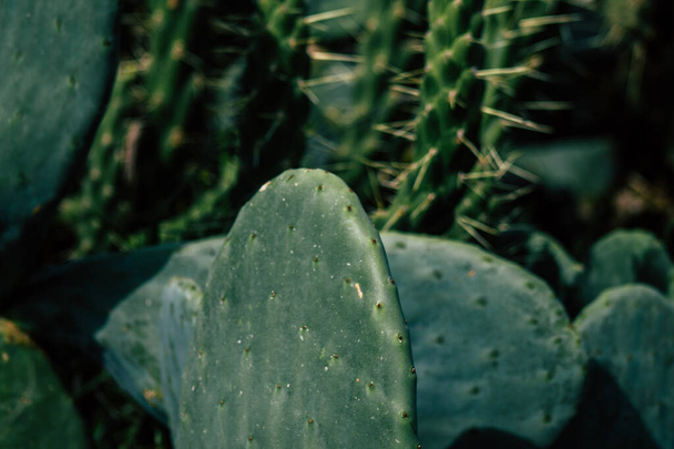 View of cactus growing in Cyprus in the afternoon - Fotó, kép