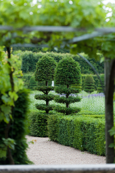 Великолепные декоративные сады в замках Франции
 - Фото, изображение