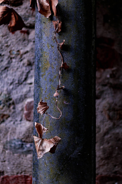 Vecchio palo con foglie secche
 - Foto, immagini