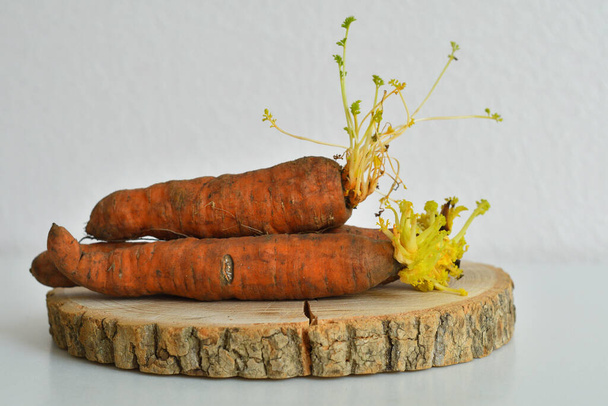 ontkiemde lelijke biologische wortelen op houten ondergrond. Sluit maar af. slappe, gerimpelde, lelijke wortelen met groene spruiten en wortels. wortelen planten - Foto, afbeelding