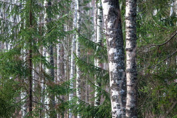 σημύδα και το έλατο δέντρα στο δάσος - Φωτογραφία, εικόνα