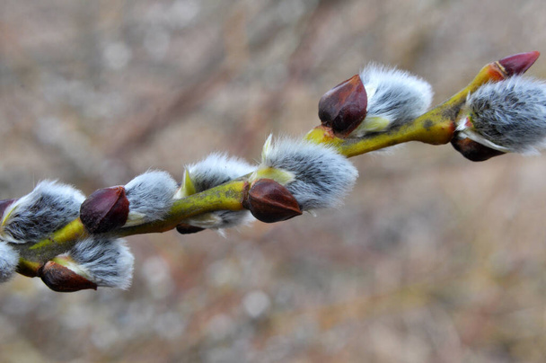 Salgueiro (Salix caprea) ramos com botões antes da floração
 - Foto, Imagem
