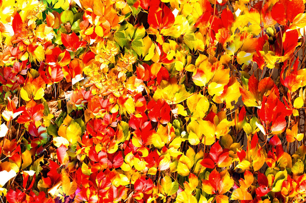 Projeto arquitetônico de ramos naturais de plantas de escalada com folhas coloridas brilhantes. Decoração de interiores. Close-up, espaço de cópia
 - Foto, Imagem