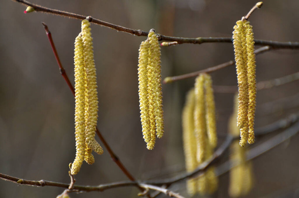 Avellana común (Corylus avellana) en la primavera florece en los frentes
 - Foto, Imagen