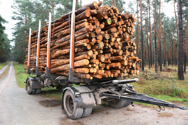 afgezaagd boomstammen zijn klaar voor vervoer - Foto, afbeelding